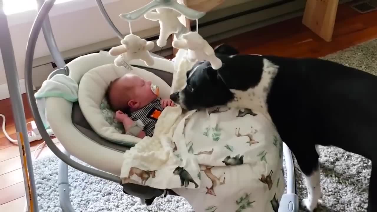 Funny Dog and baby.