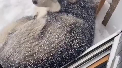 Just a husky absolutely loving the snow