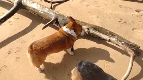 Corgis sniffing the sand