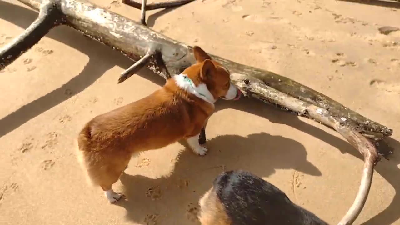 Corgis sniffing the sand