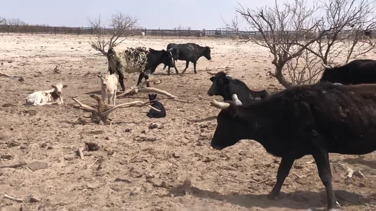 50 Young corriente pair