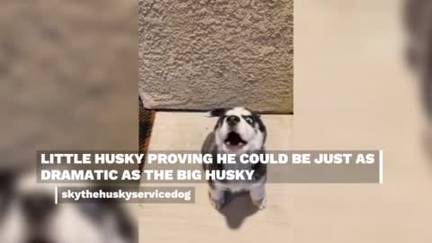 Husky Drama