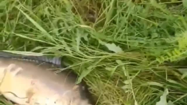 Fishing to get unique and expensive fish species