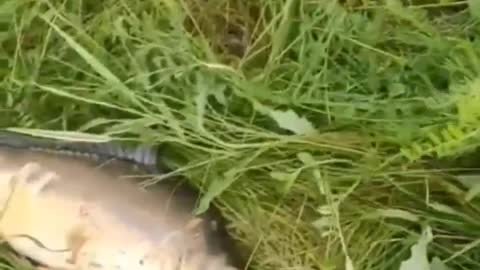 Fishing to get unique and expensive fish species