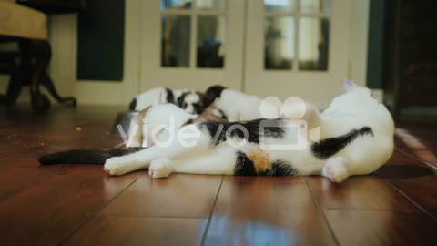 Cat Playing With A Cute Little Puppy