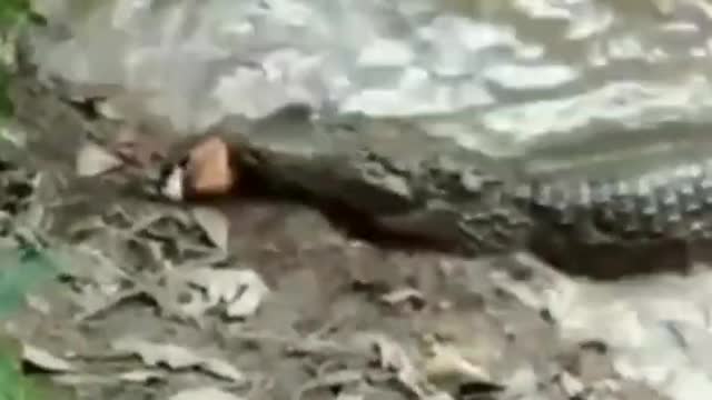 Electric eel kills crocodile