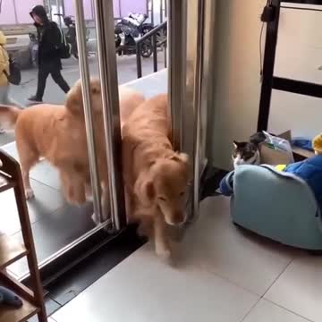 Must watch this cute dogs