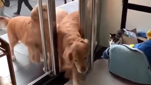 Must watch this cute dogs
