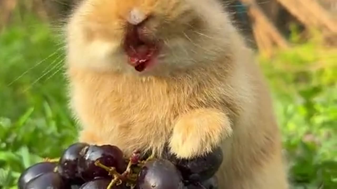 The little bunny is eating grapes and even knows how to spit out the grape skins.