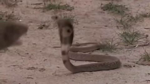 Terrible fight between mongoose and kobra