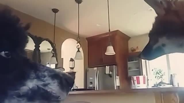 Two red black dog stare at other when lady walks in kitchen