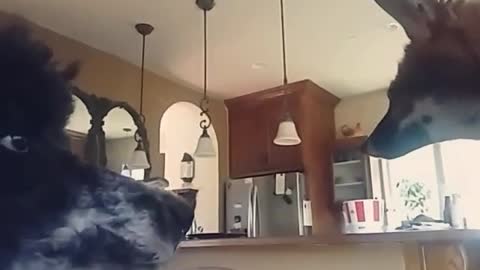 Two red black dog stare at other when lady walks in kitchen