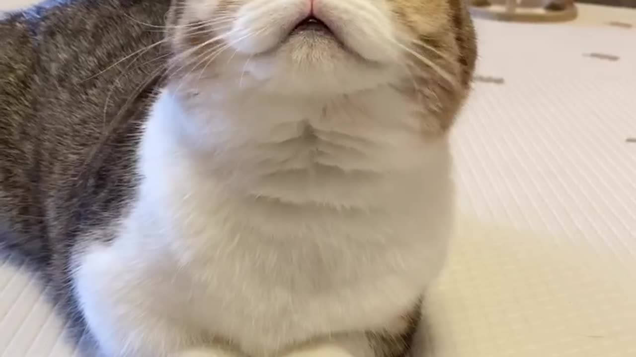 #cat #funny #sayan