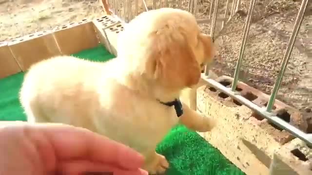 Extremely Cute Golden Retriever Puppy