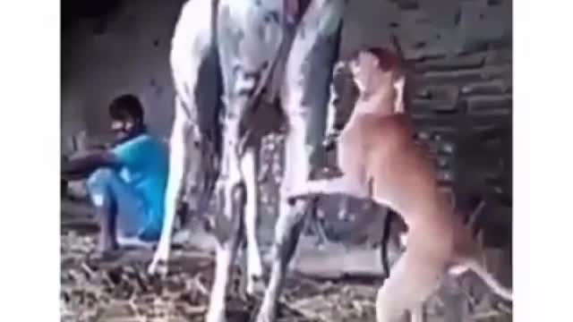 Dog and cow/ funny video 😂