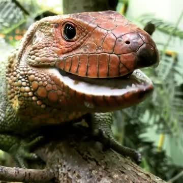 A gorgeous and hungry Cayman lizard.
