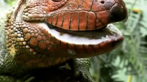 A gorgeous and hungry Cayman lizard.