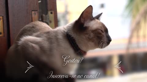 Gatinhos Bonitinhos | Gatinhos bem Fofinhos