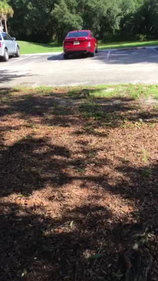 Good morning to a magnificent bird