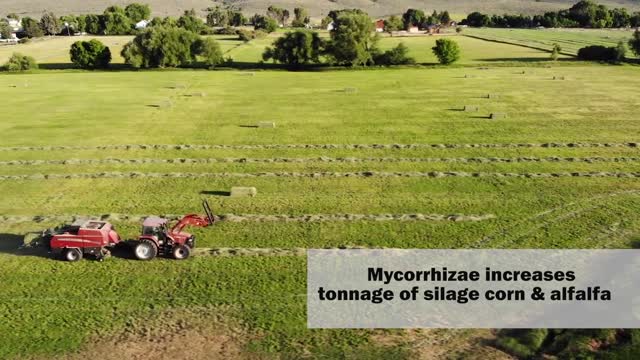 MycoMaxx Increases Plant Health and Size