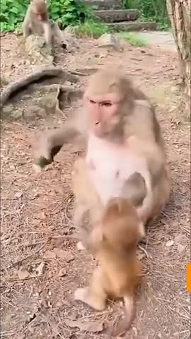 Animaux animal funny