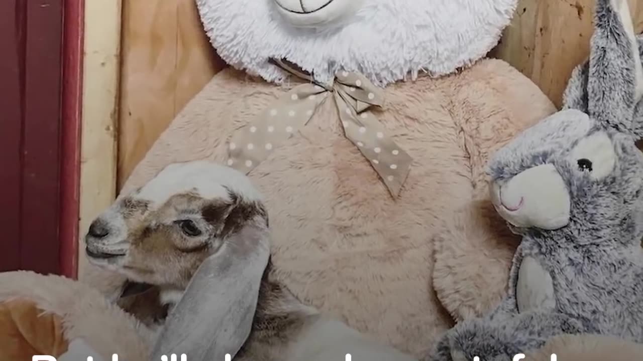 Rescued Goat Found Frozen To The Ground Meets Santa | The Dodo