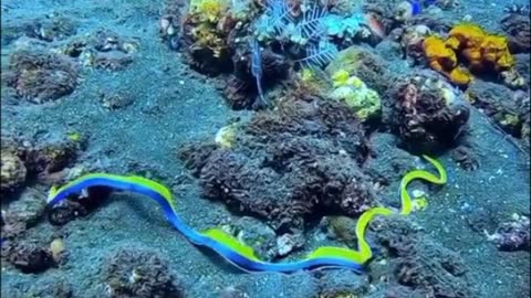 A beautiful adult male ribbon eel in the open sea. #video15