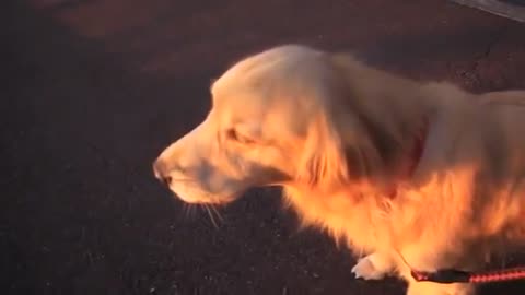 Hilarious moment dog imitates an emergency siren by howling