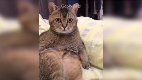 Cat Reaction to Cutting Cake - Funny Dog Cake Reaction Compilation_HD