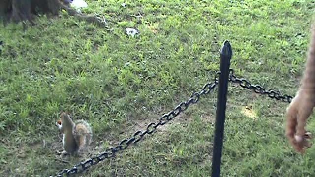 feeding squirrel in washington