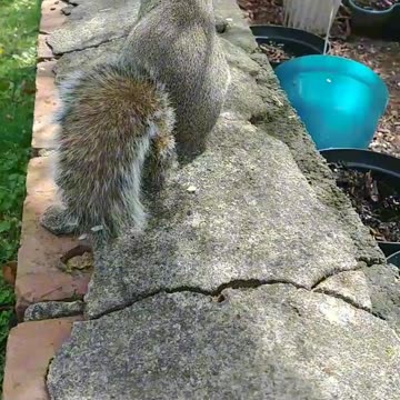 Teased her not letting go of the pecan😀 she's pretty strong!!!