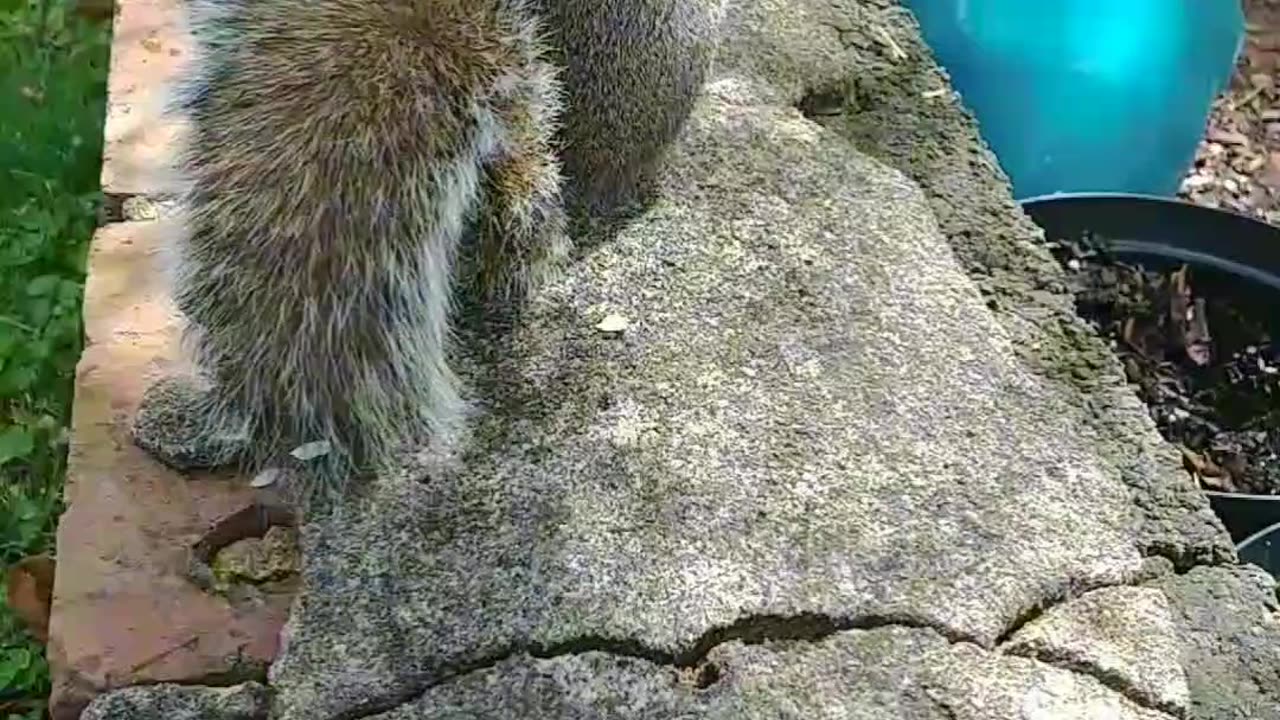 Teased her not letting go of the pecan😀 she's pretty strong!!!