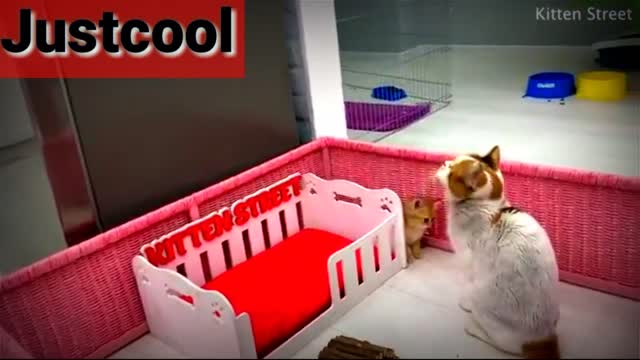 Baby cute and fuuny cat videos#Justcool