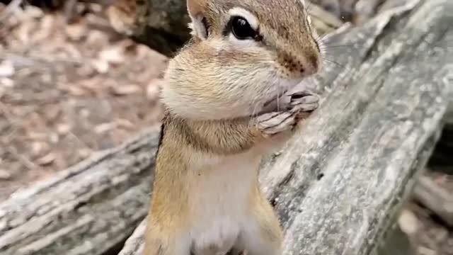 Chipmunk Standing on his feet.