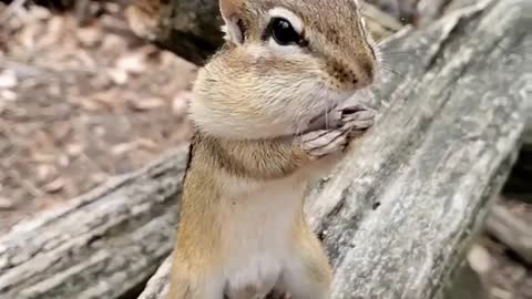 Chipmunk Standing on his feet.