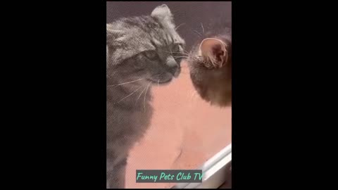 Funny cats and dogs part 5