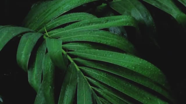 rain falling on green palm leaves