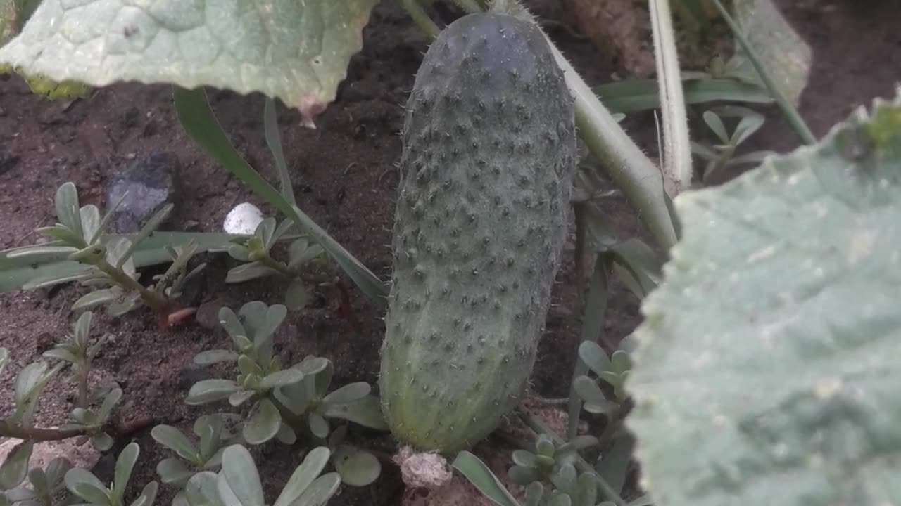 Cucumbers