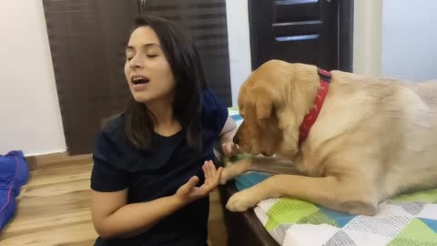 This happens when I ignore my Labrador (MILO)|| He HATES being Ignored!