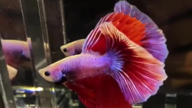 Most Beautiful Fish 🐋 Betta Fish 🐠