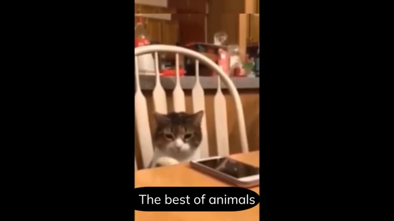 Funniest Animals New Funny Cats and Dogs Part 2