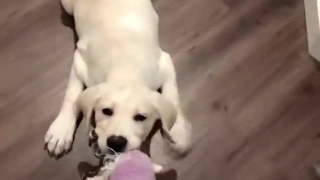 Funniest & Cutest Labrador Puppies Funny Puppy Videos 2021