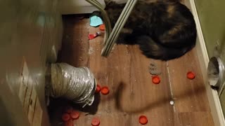 Boots goes on a toy hunt