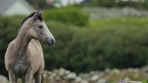 The horse loving people