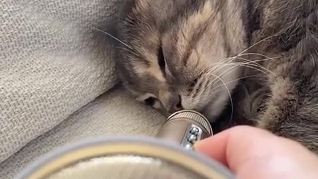 Super cute cat snoring 🐈