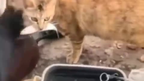 funny cats and dogs