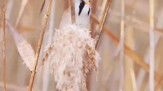 Look at the bird's powerful claws