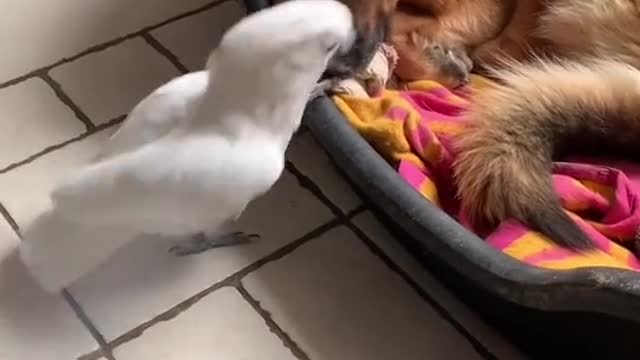 Viens jouer avec moi je suis un chien 😂😂