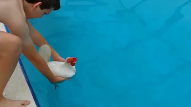 Can chicken swim !!