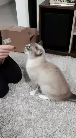 Molly cat learning to sit!!!